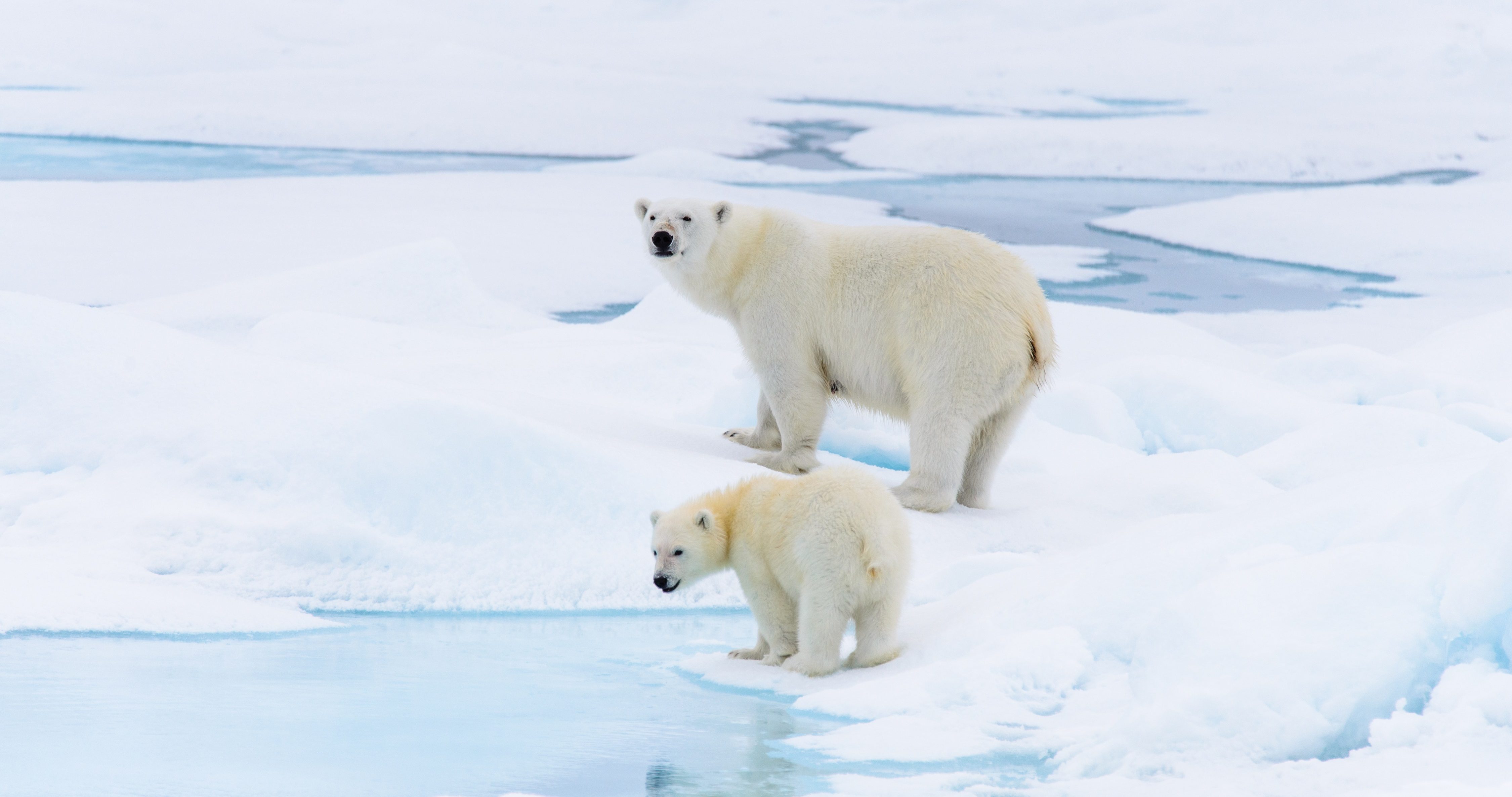 Norway Polar Regiens - Ayathai